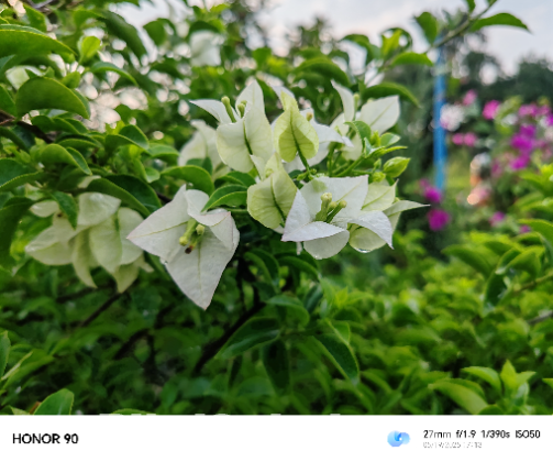 Honor 90 5g